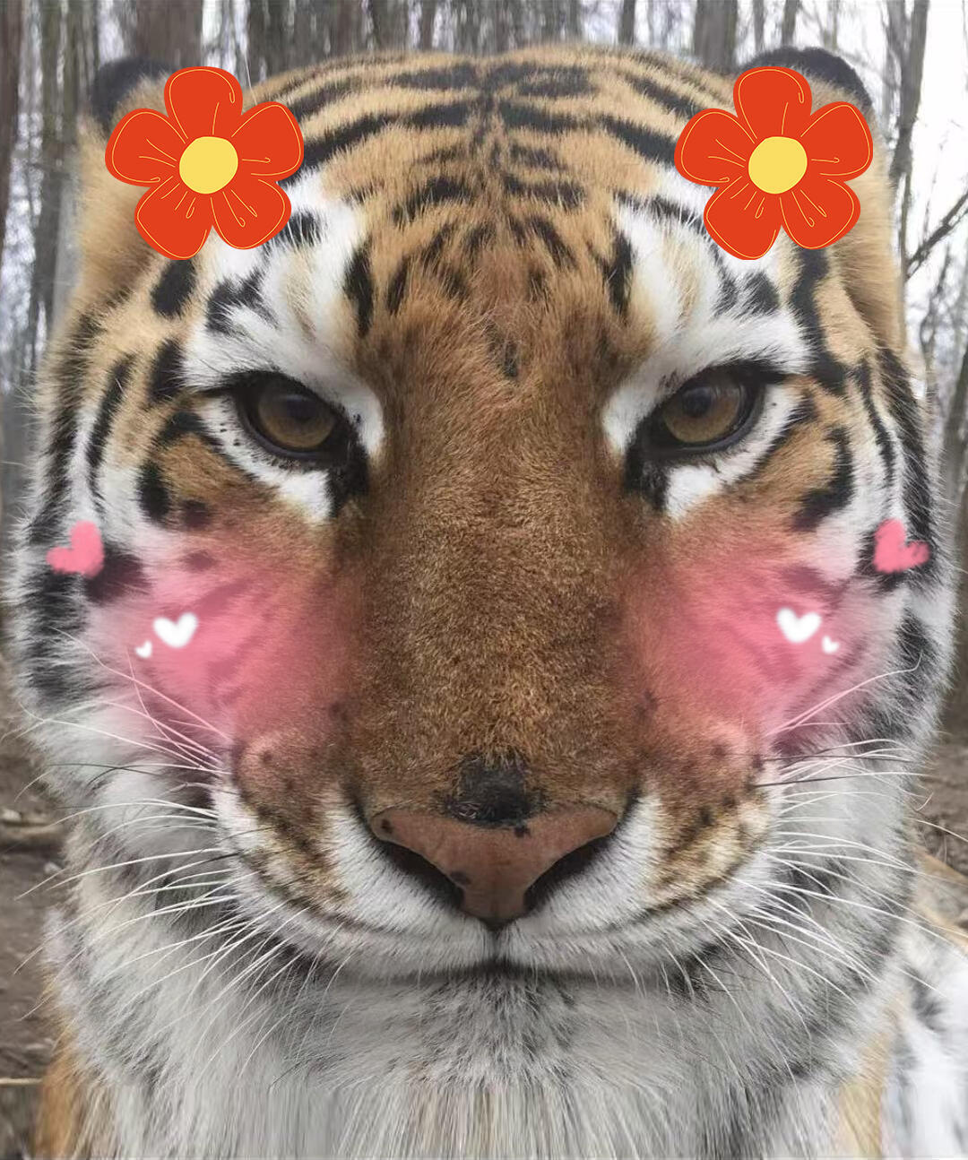 姐粉喊我虎咪还蛮好听嘿嘿嘿嘿嘿嘿 