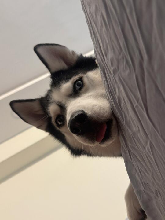 快给我吃 不然口水滴你脸上了