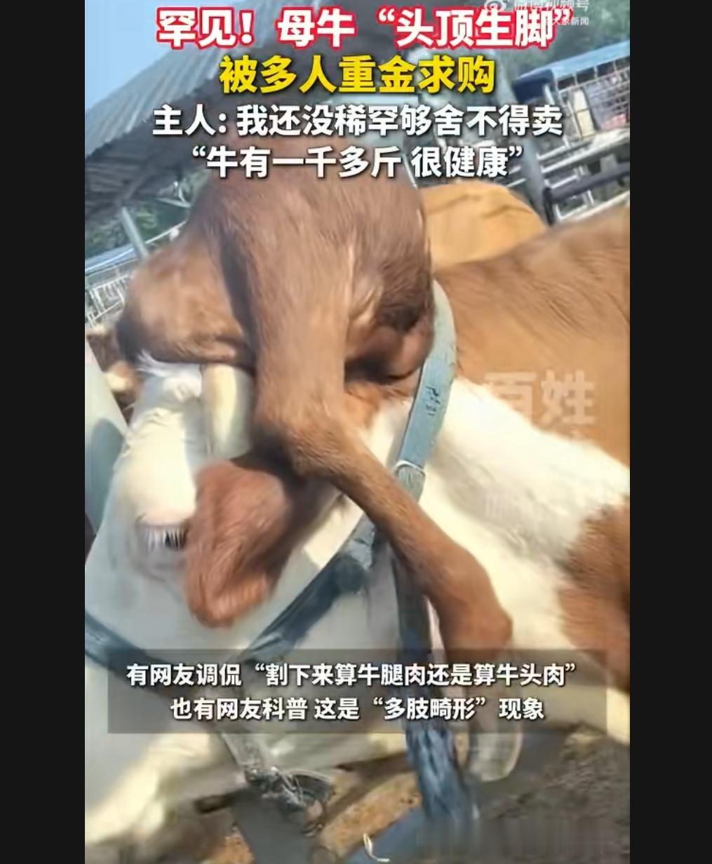 正所谓物以稀为贵，牛的头上长脚的很少见。
这本是一种畸形的状态，没想到物以稀为贵