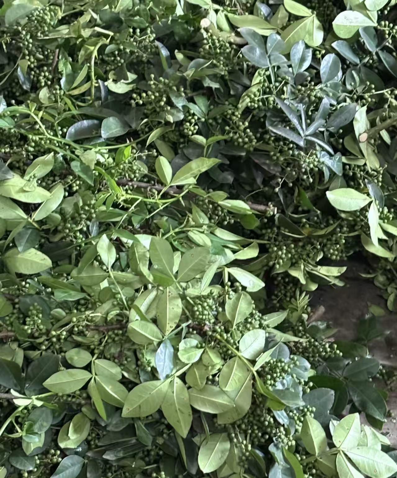 分享一下你随手拍的照片