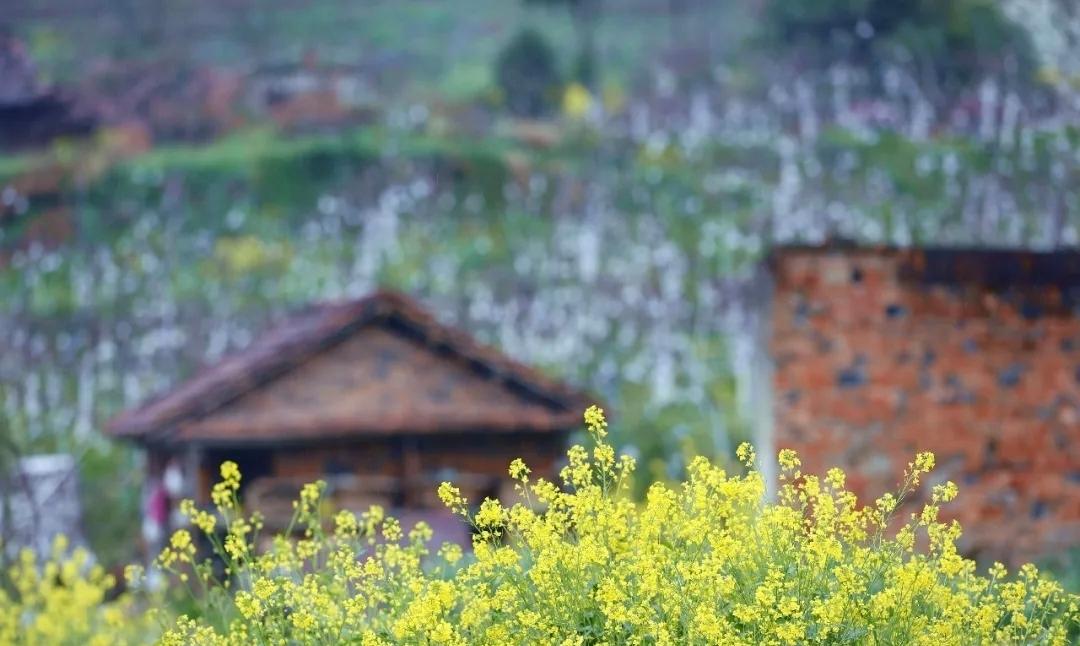 丰子恺笔下的春实际上”不是那么可喜的一个时节”！

春是多么可爱的一个名词！自古