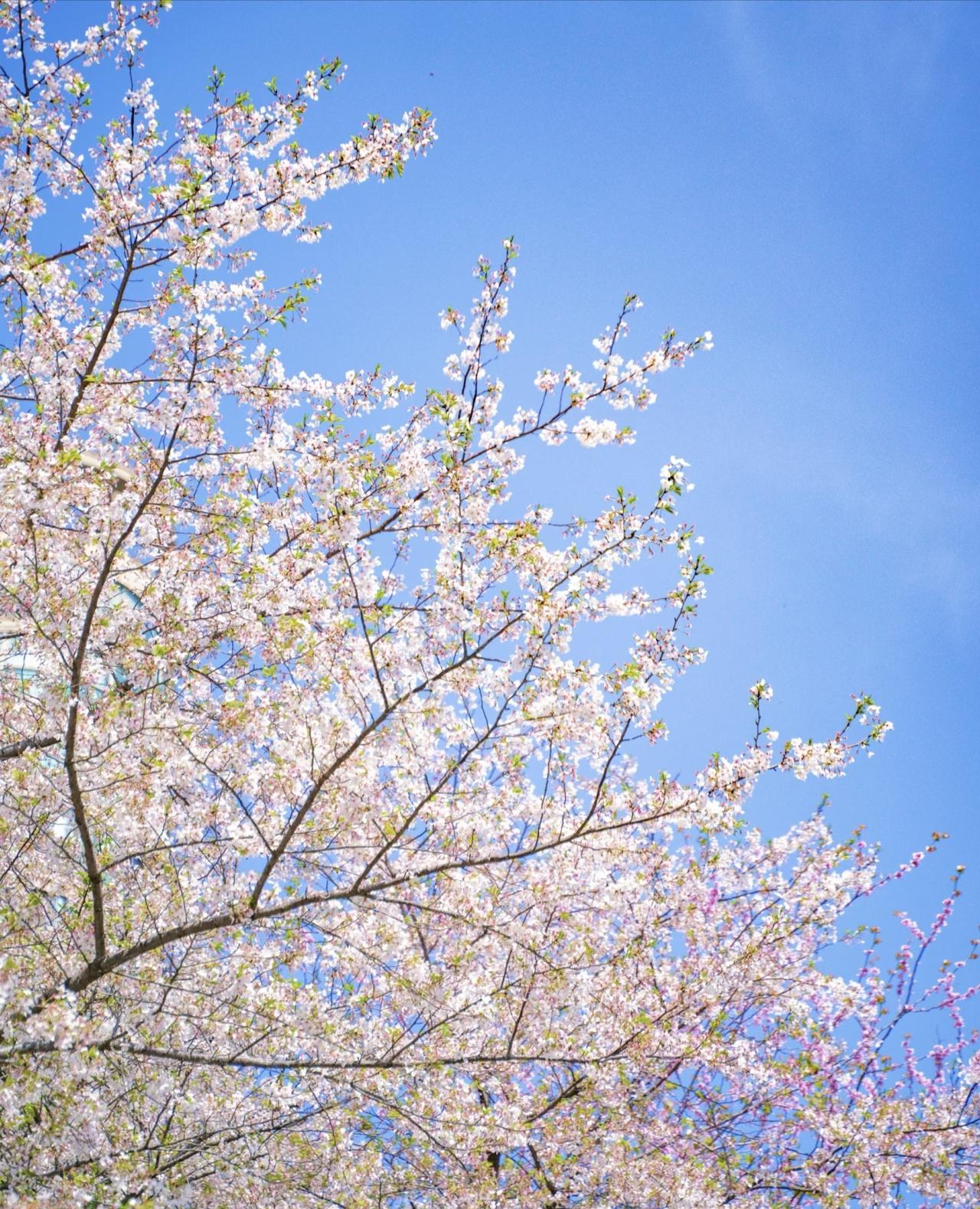 相册里最满意的照片蓝天如洗，杏花枝头绽放，手机定格了这抹春日烂漫美景。