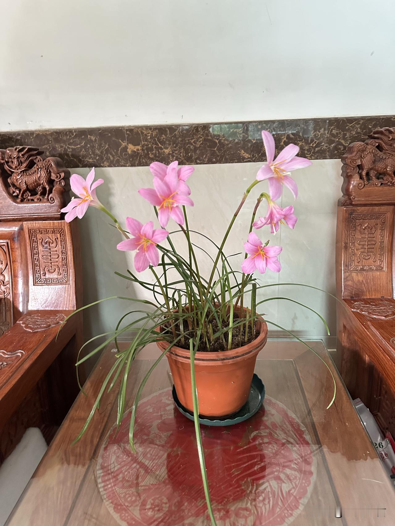粉嫩的花朵绽放在木制家具旁，带来一抹生机与温馨。