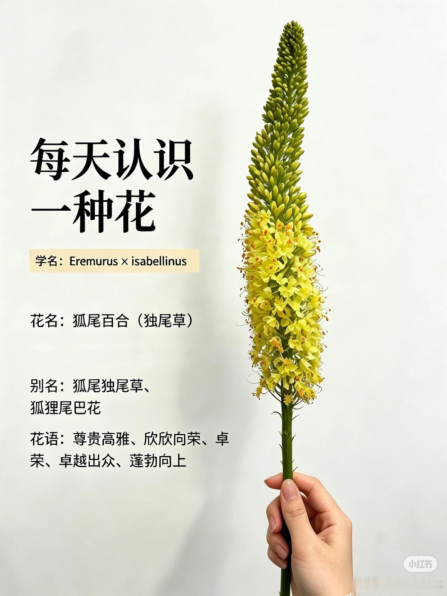挑战每天认识一种花-狐尾百合【花语】尊贵、欣欣向荣、杰出；也寓意坚韧新生、美好祝