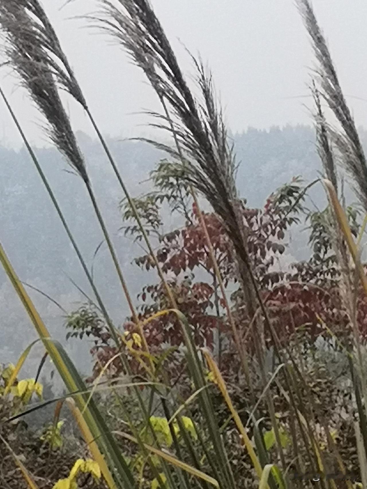 回到家乡，总要经历山间小路，山坡上的景色也是非常好看，迷人的冬日色彩，从图片中我