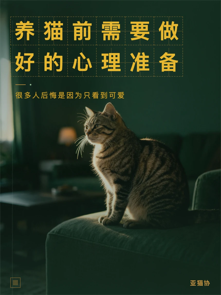 养猫前｜你需要做好的6个心理准备