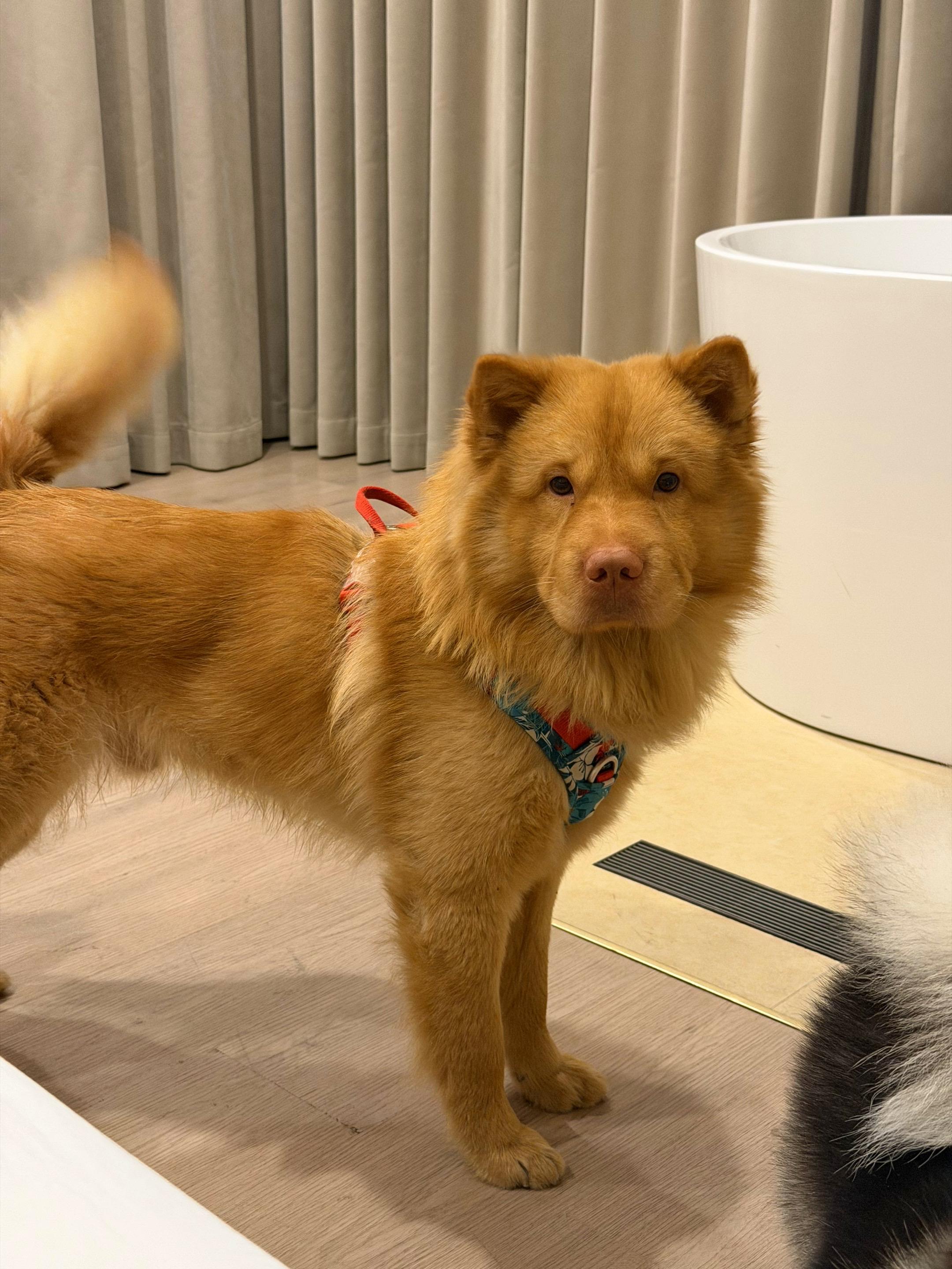 小米美照来啦！