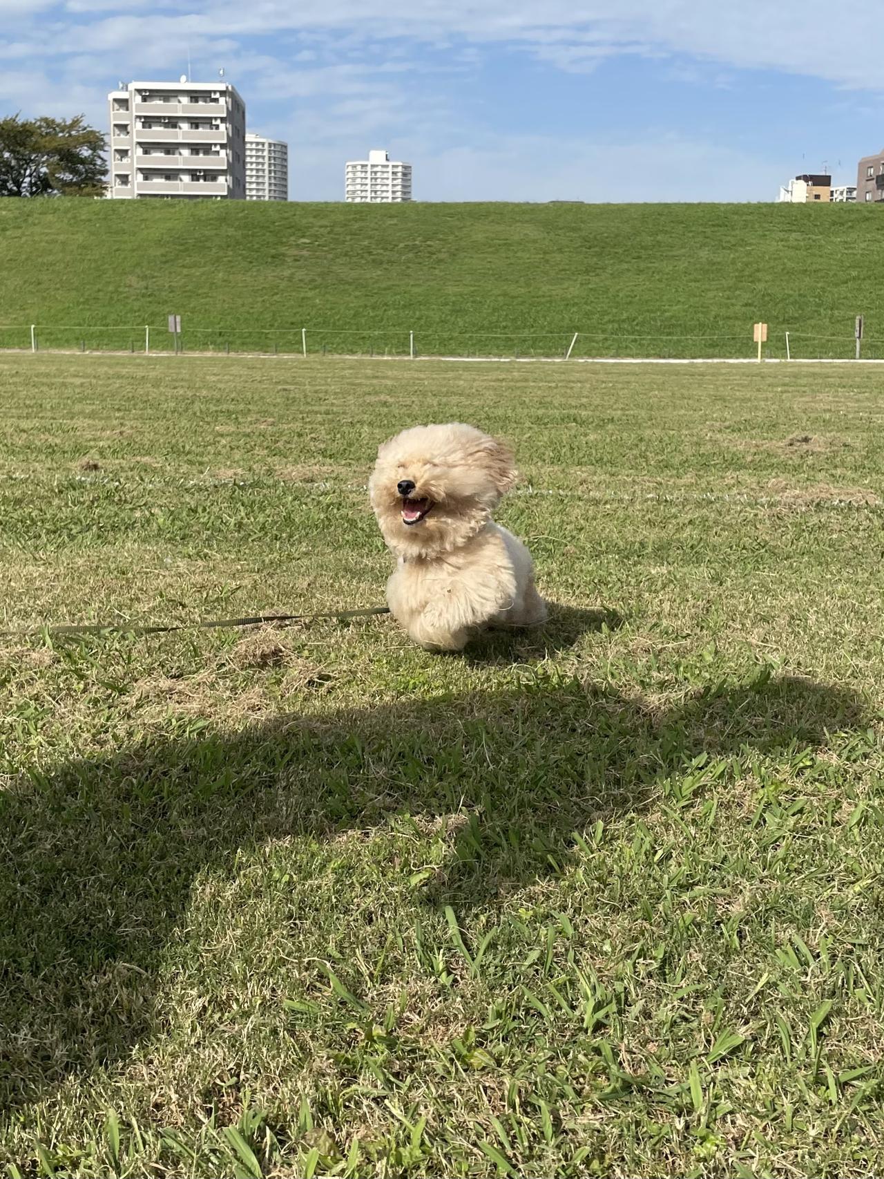 跑一跑就变身了！日本X（前Twitter）用户potechi_yade日前分享一