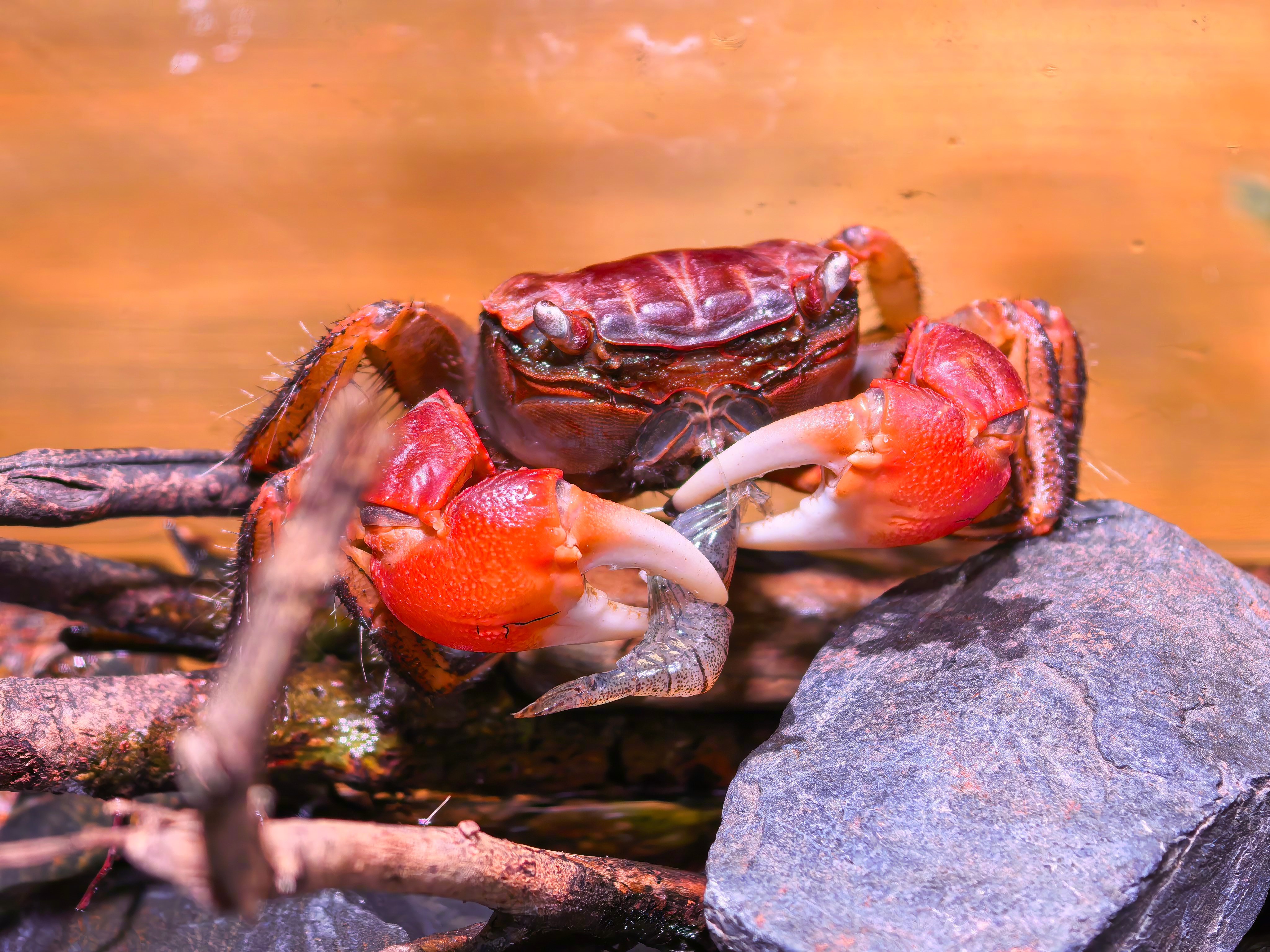 今天给水陆缸和溪流缸继续入新生物，新到的花腰虾和巨大黑壳虾一共100多只，快递路