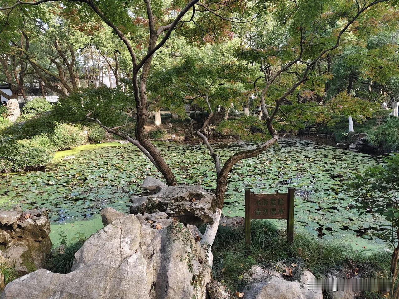 绿树，太湖石，园内小河，水面上野荷长满了河面。
风光优美人去处，偷得人生半日闲！