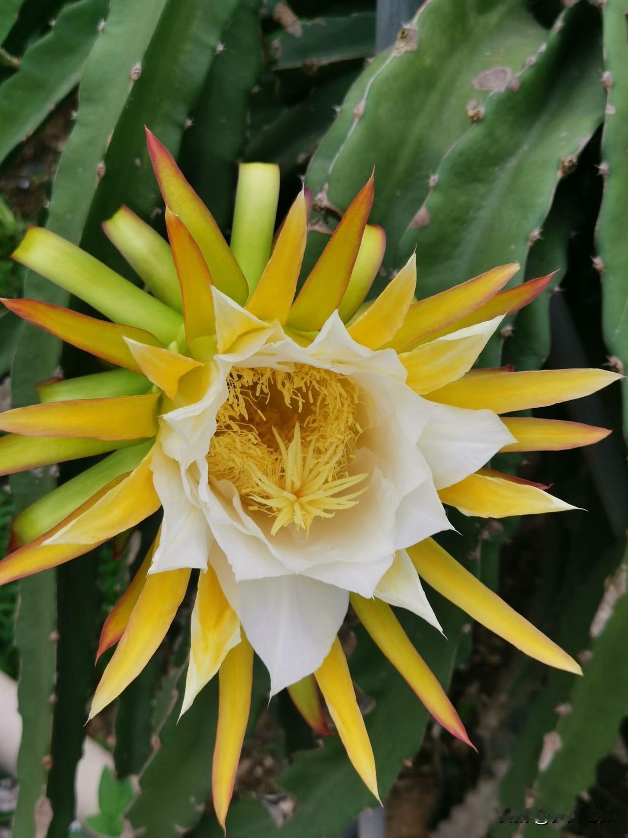 【小对联】
上：摊主；
下：……？