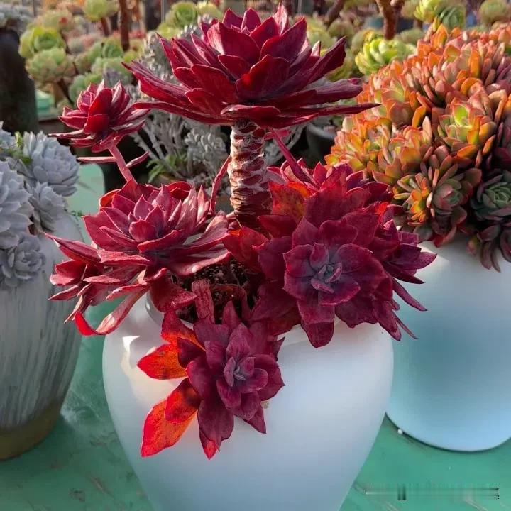 1.钻石锦  2.花斑鹿  3.秀妍
4.芒果美人  5.桃花源  6.奶油鳄梨