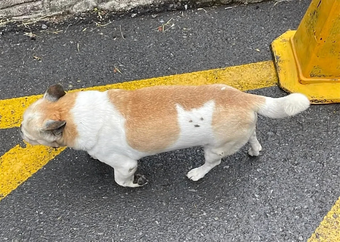 小狗有个形影不离的猫朋友 ​​​
