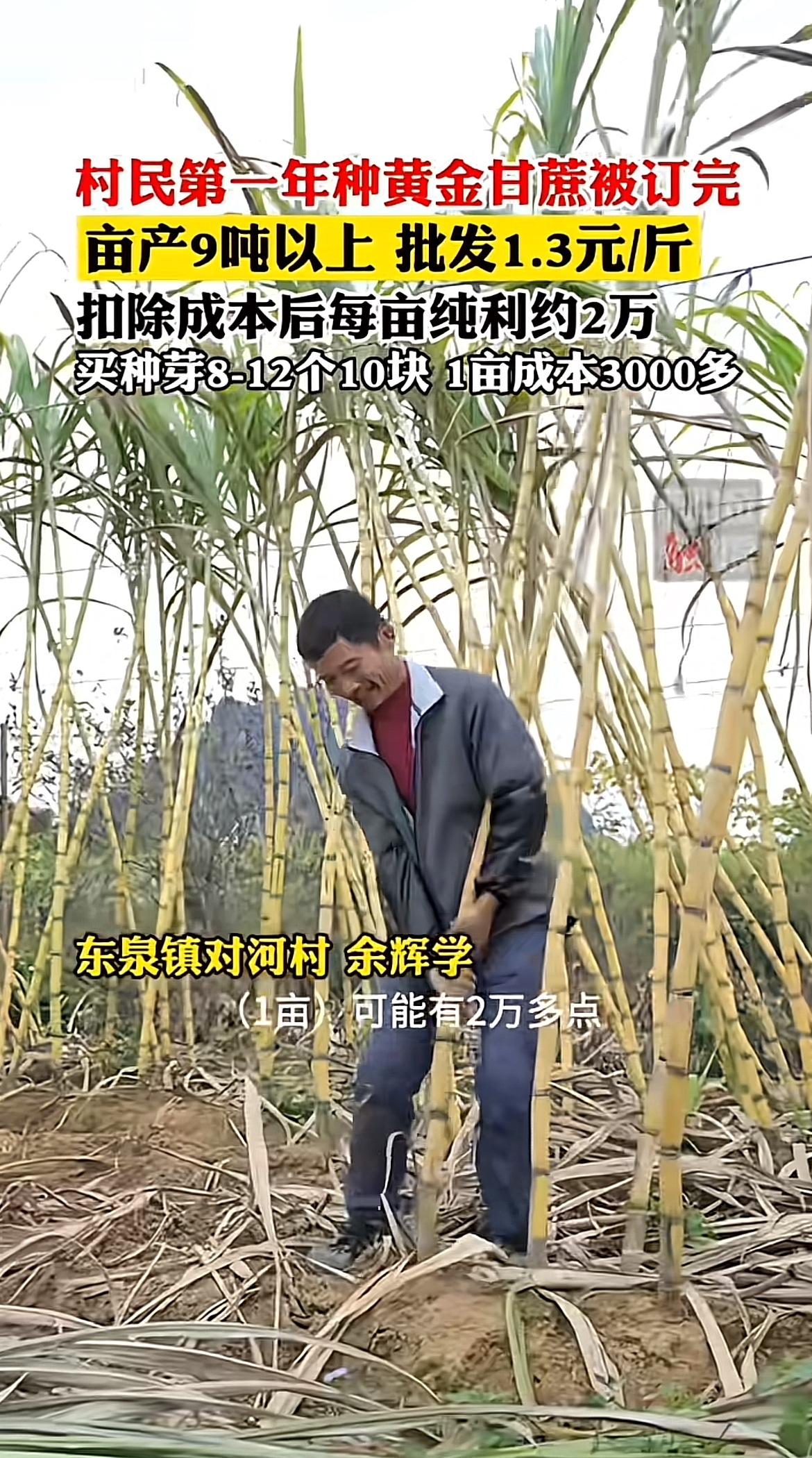 黄金甘蔗丰收那场面，想想就壮观！据说每亩纯利能有2万，这收益相当可观啊。
我有个