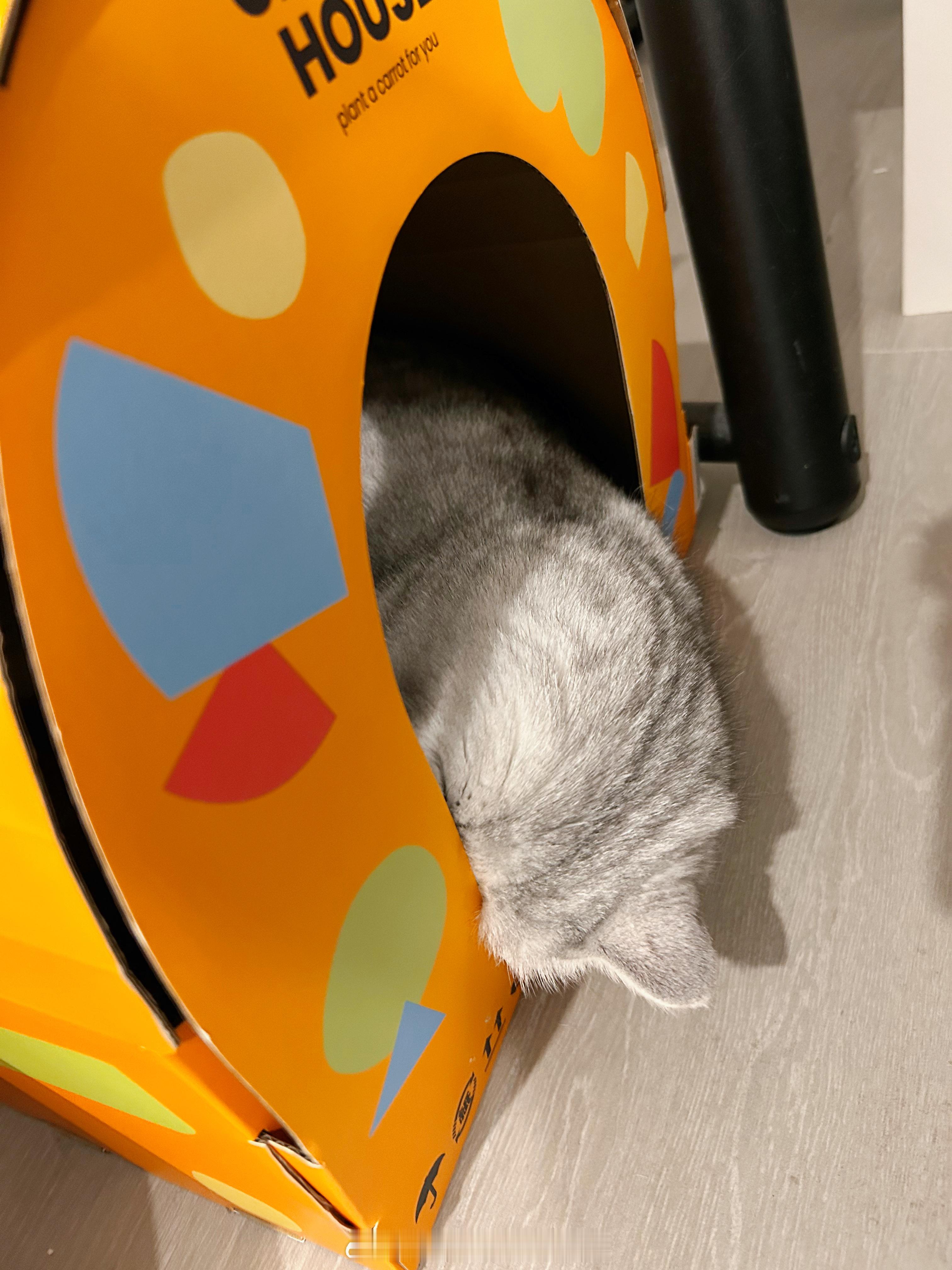 睡得要掉出来了[允悲]#年糕才不要小鱼干[超话]##春日萌宠随手拍# ​​​