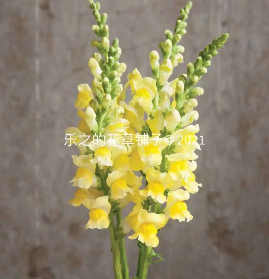 秋播草花合集一 ——金鱼草🐟