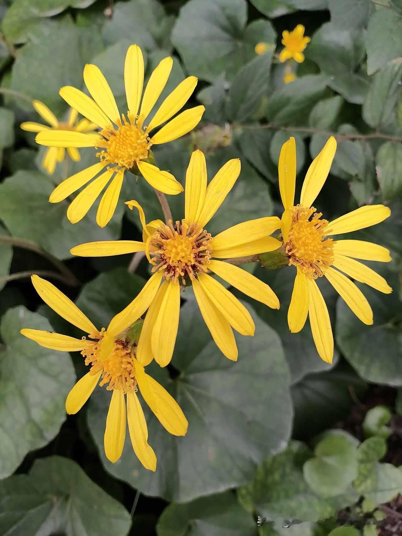 随手一拍分享最美的花