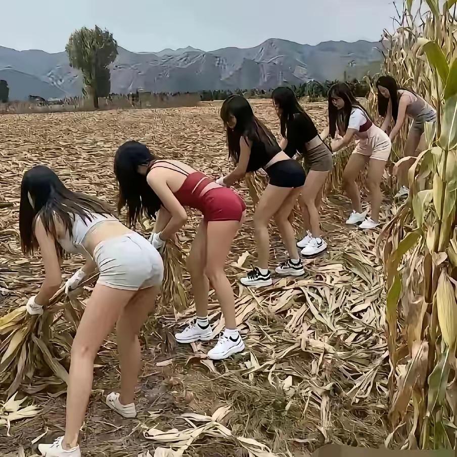 玉米田中摆秀场，
如此穿搭像啥样？
老农见罢笑掉牙，
莫为拍照出洋相。

田间趣