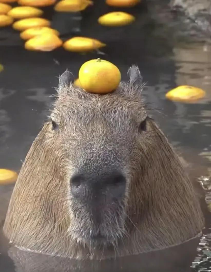 拯救者这样真的没救了吗
我的拯救者r9000p被烧坏了，冒出来电火花和烟对不起我