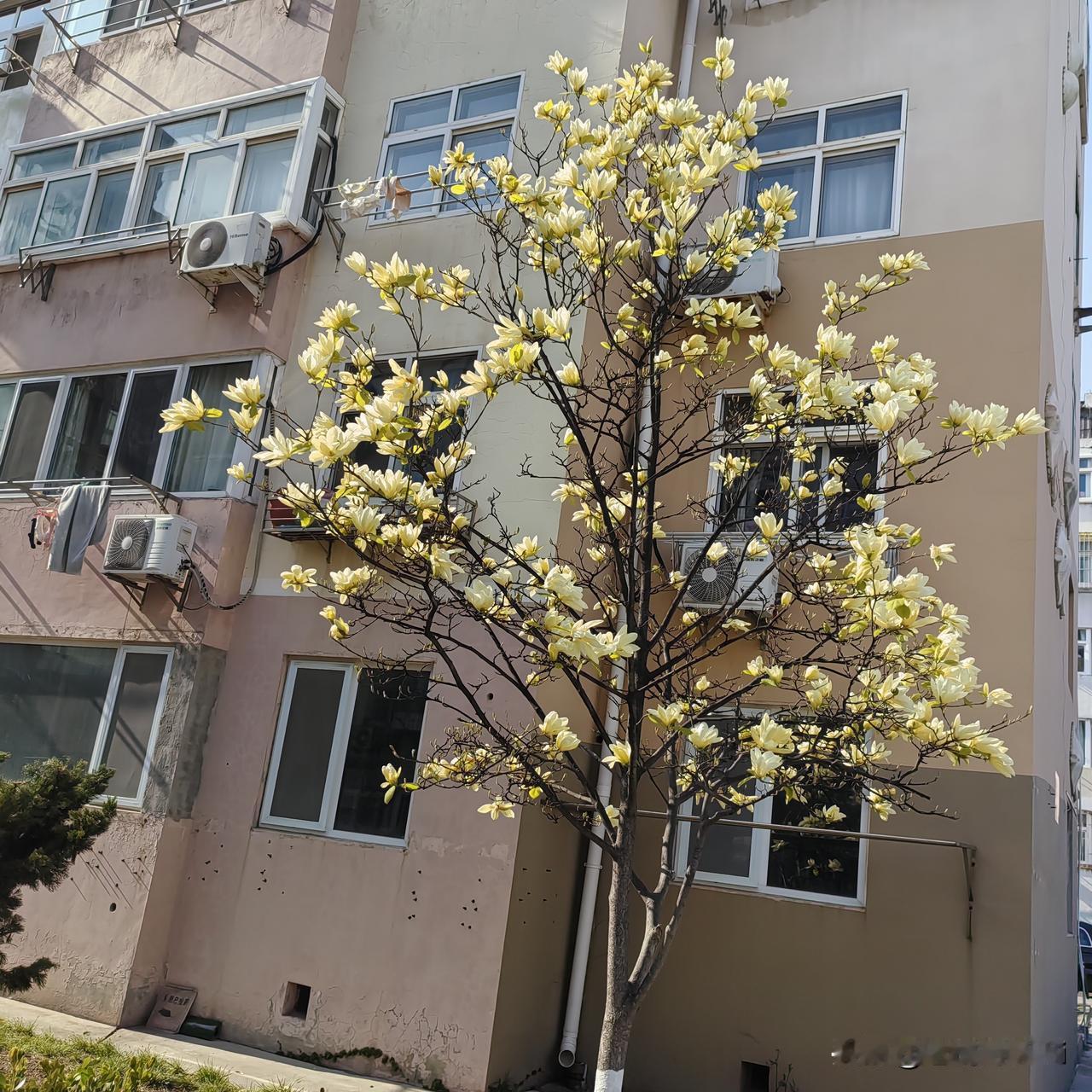 晒一下手机里的花昨天下午1点随手拍小区唯一1棵玉兰花。花香四溢，春色满园。