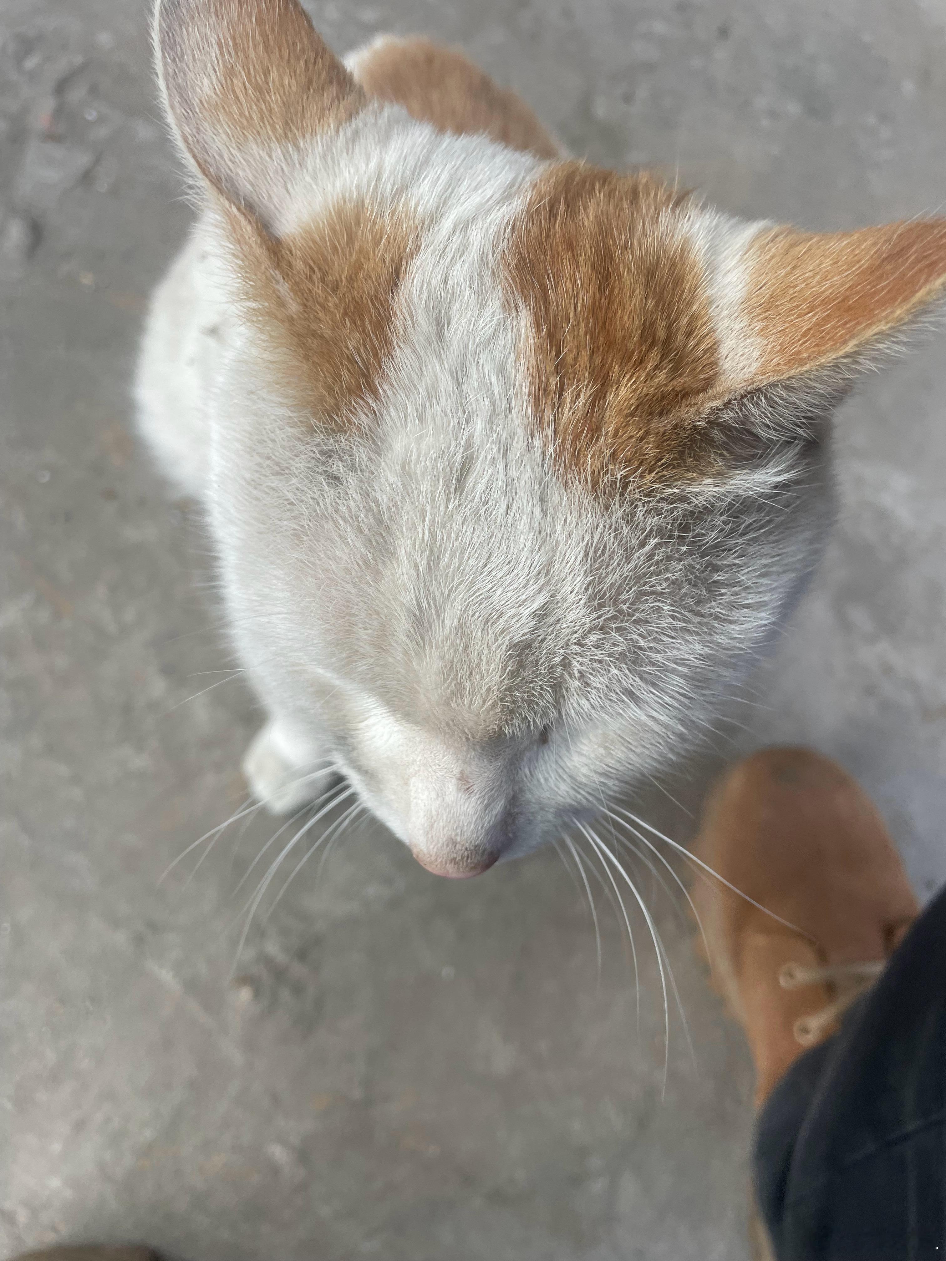 这只花猫是自己跑我家来的，看我家有吃的就不走了，现在已经收编，只是你这家伙一身搞