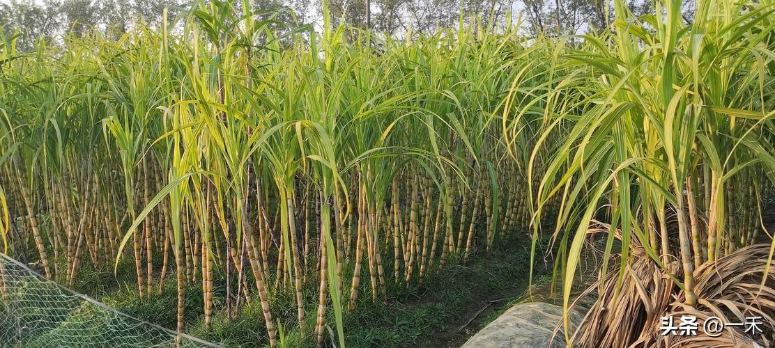 “清明蔗，毒过蛇”，千万别乱吃，已有多人中招！
 
家人们，清明将至，一句老话一