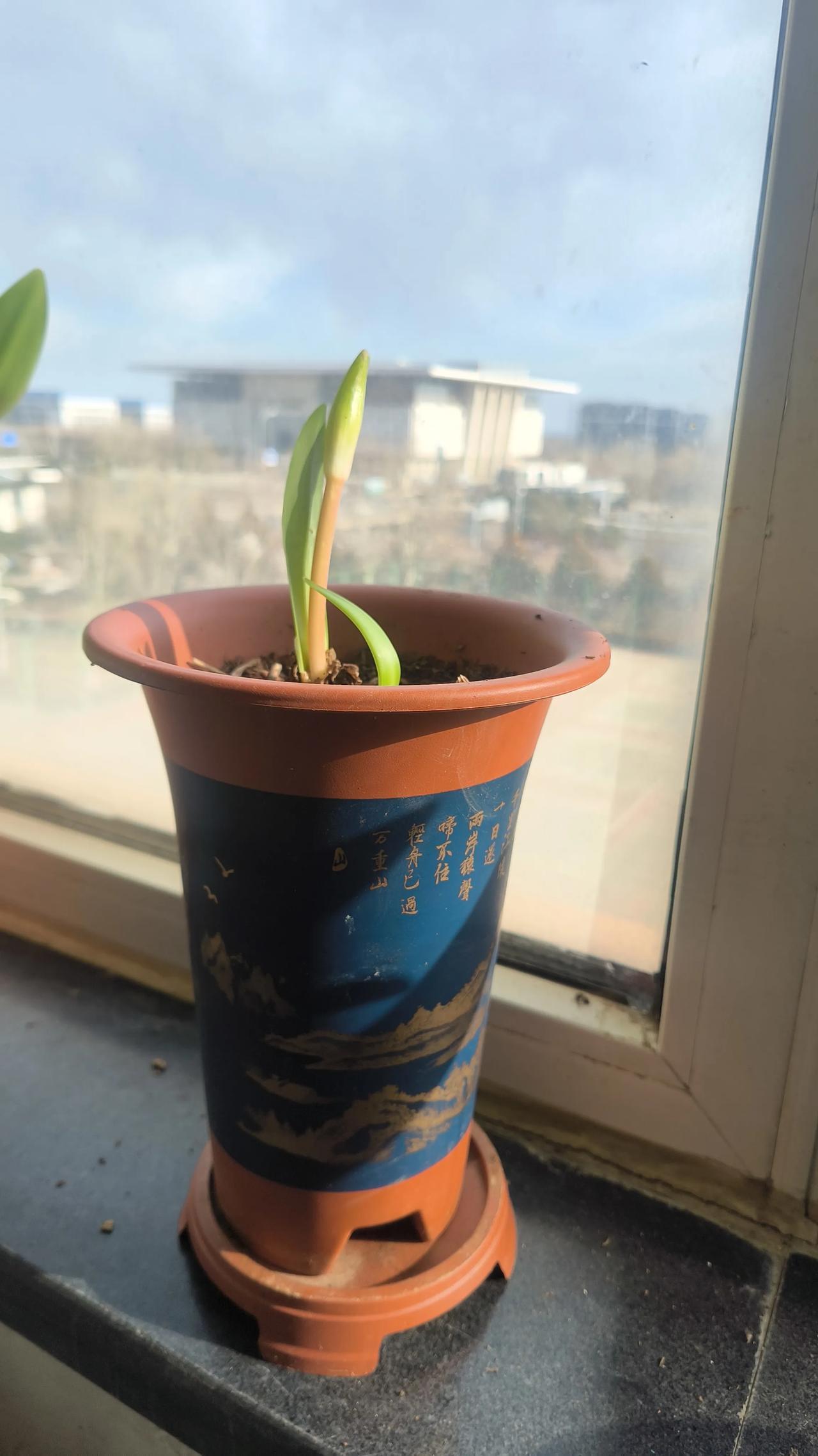 一盆朱顶红，不断的繁殖，爆盆儿了，于是进行了选择和淘汰。淘汰下的花蒜放在了一个空