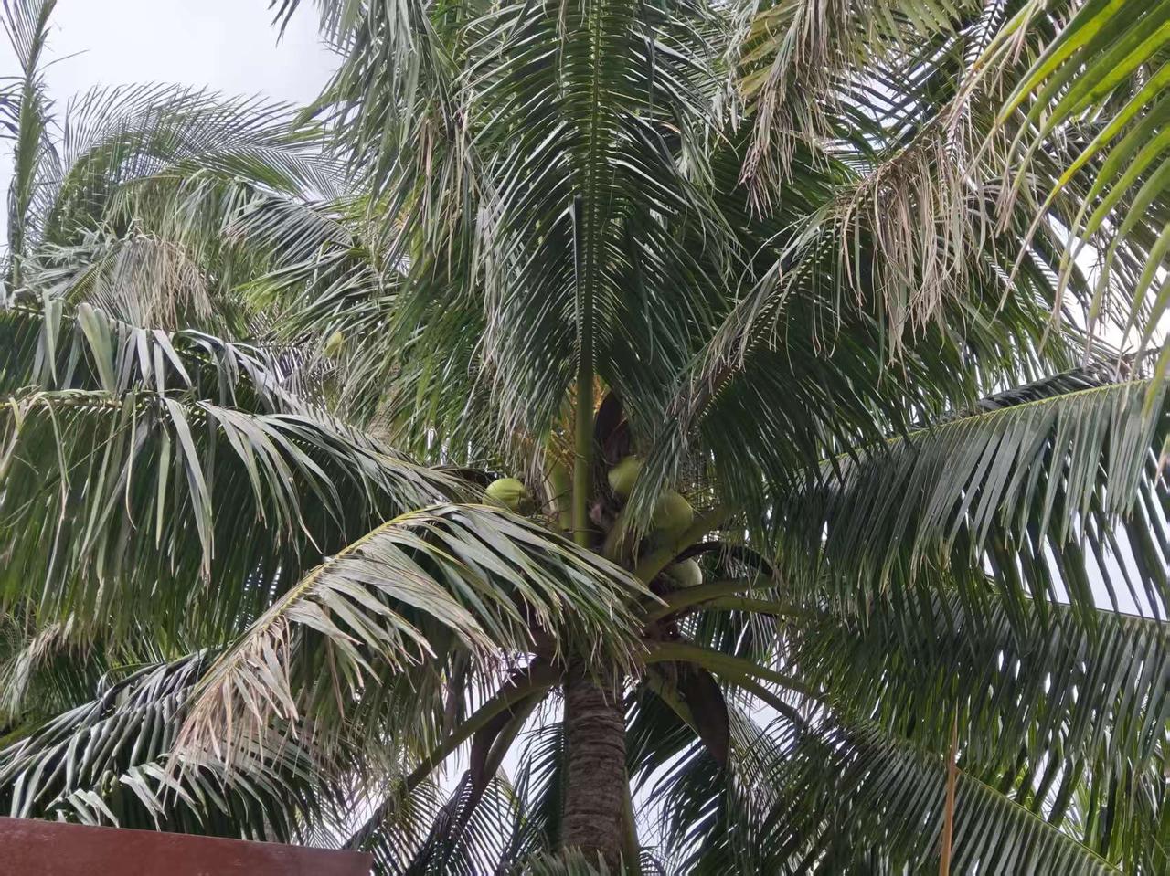 🌴 抬头撞见满屏的椰影婆娑，沉甸甸的椰子藏在羽状叶片间，风一吹，绿浪轻晃，连呼