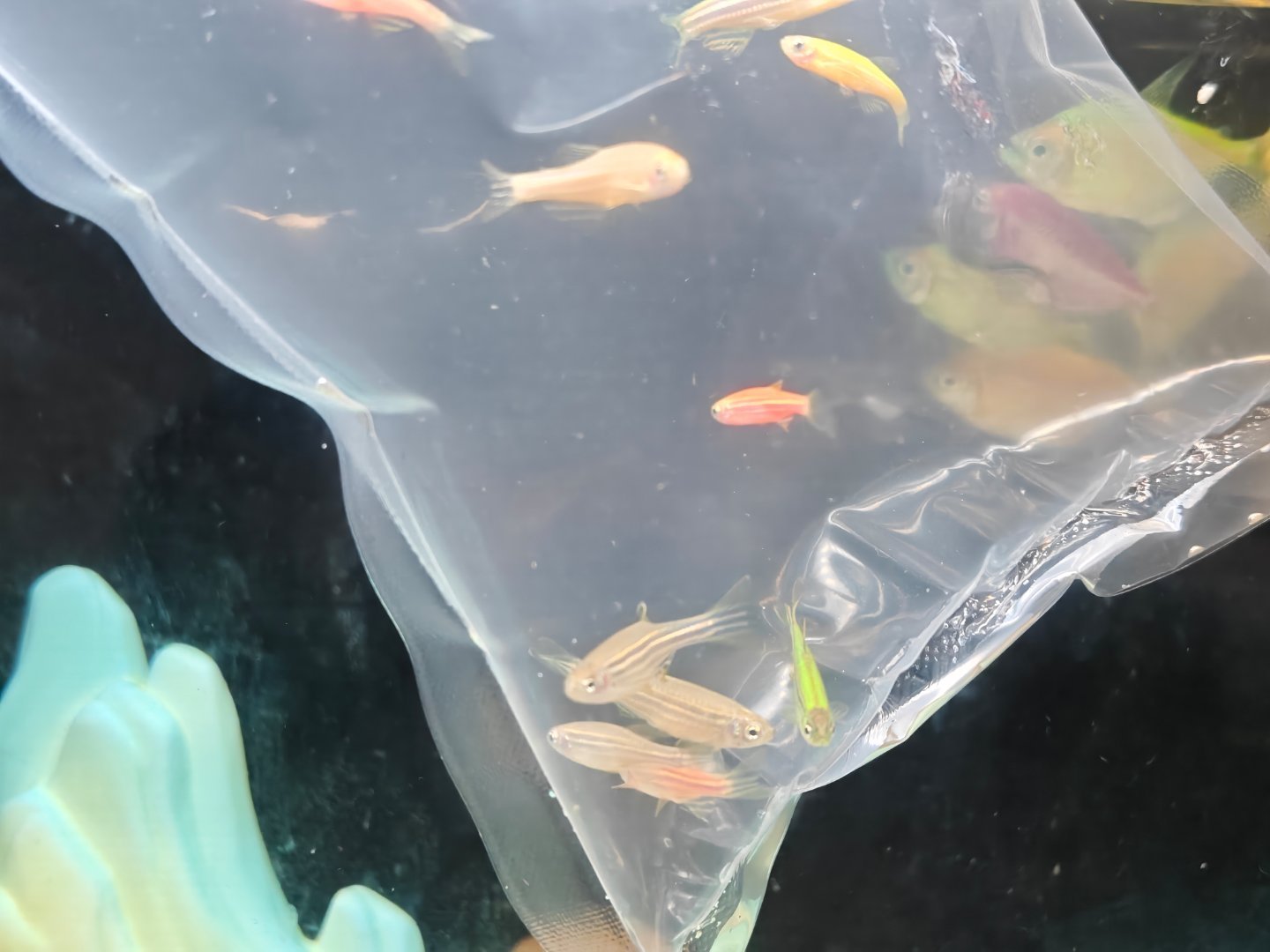 我好像找到养鱼的诀窍了只需要一年换一波就行 