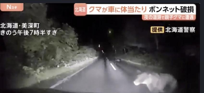 日本北海道棕熊出没问题持续。北部美深町一名30多岁女子，周二（9月29日）晚上驾