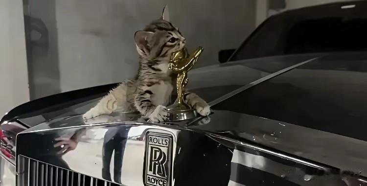 谁能想到，流浪小狸花猫的日常消遣，竟是啃劳斯莱斯车标。小家伙把昂贵车标当磨牙棒，