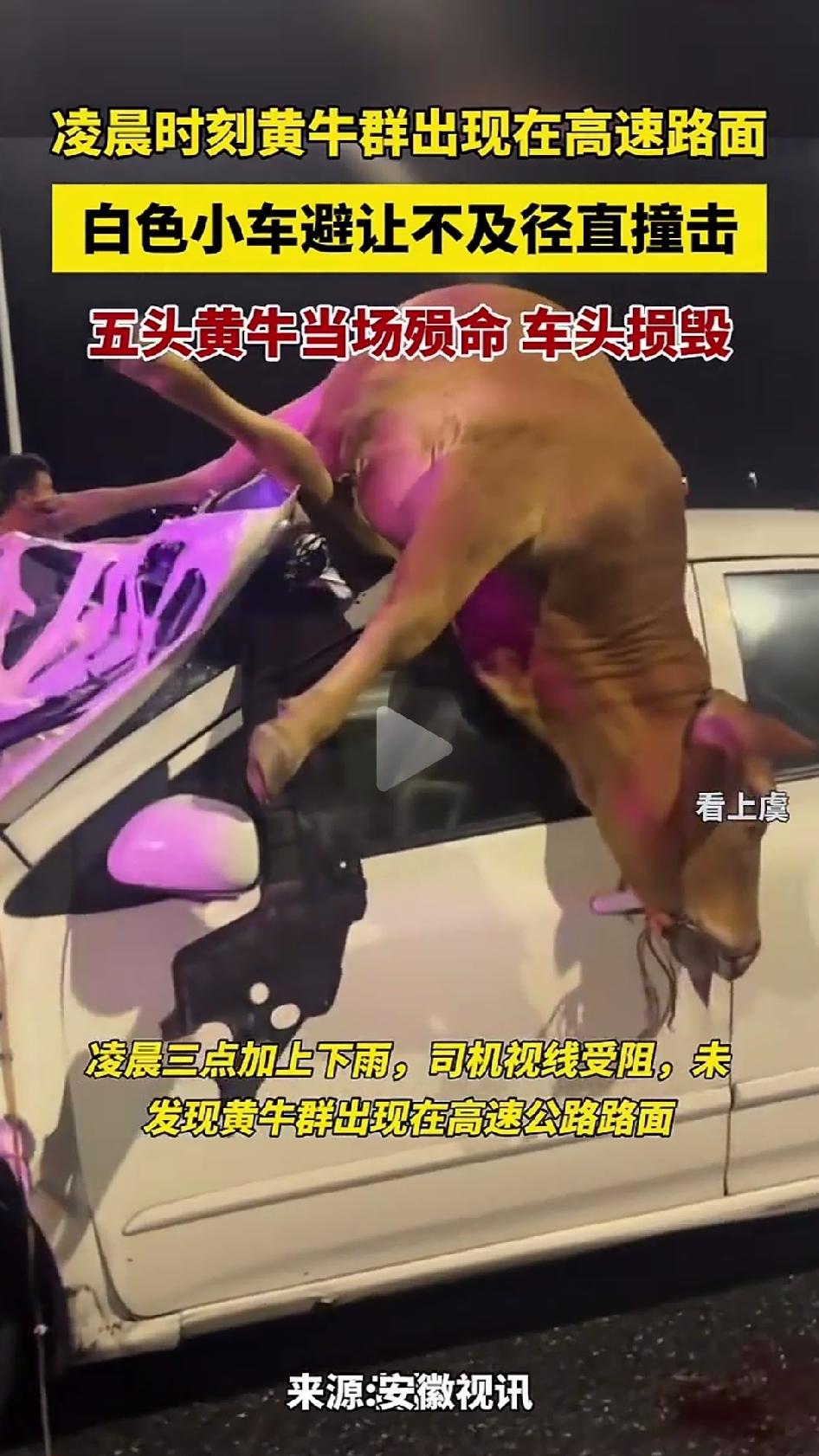 广东凌晨高速撞上牛群，5头牛当场死亡，司机无大碍。凌晨3点左右，广东境内一条高速