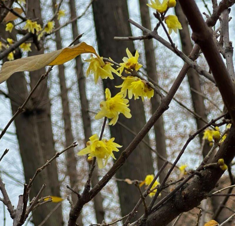 腊梅 
天然金蕊冠群英，
谁信鹅黄染得成。
昨夜南枝报春信，
摘来香露月中清。