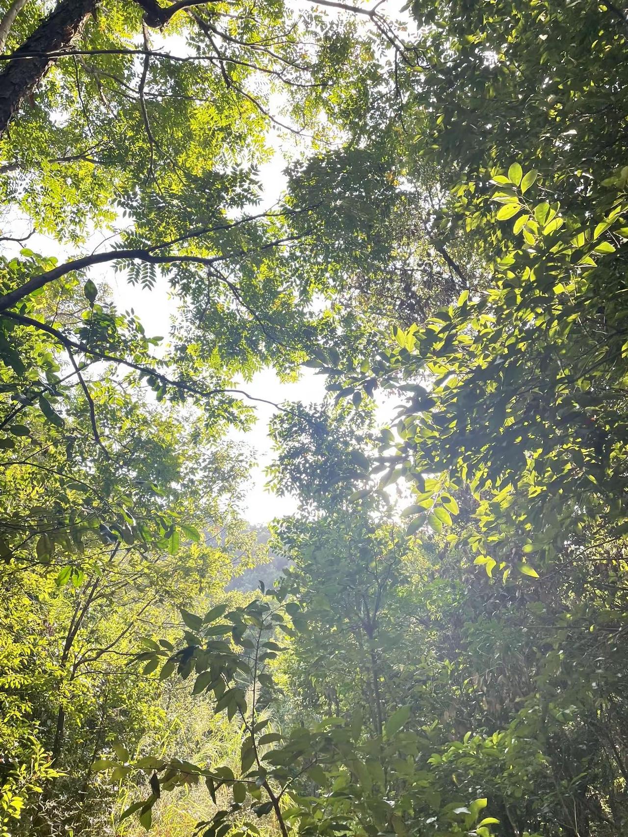 山林吸氧，万事轻一点