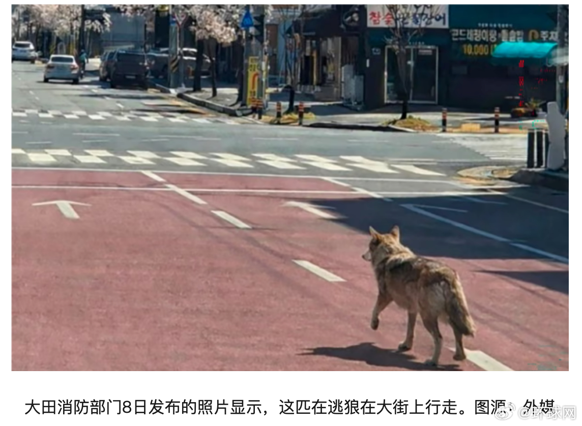 #韩动物园一匹雄狼出逃##韩动物园狼出逃当地学校停课#【韩国一动物园发生“狼出逃