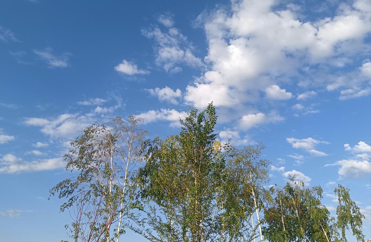 这个夏天才刚刚开始，清晨还是有些凉意。树木展示着他们旺盛的生命力，对比树下的我显
