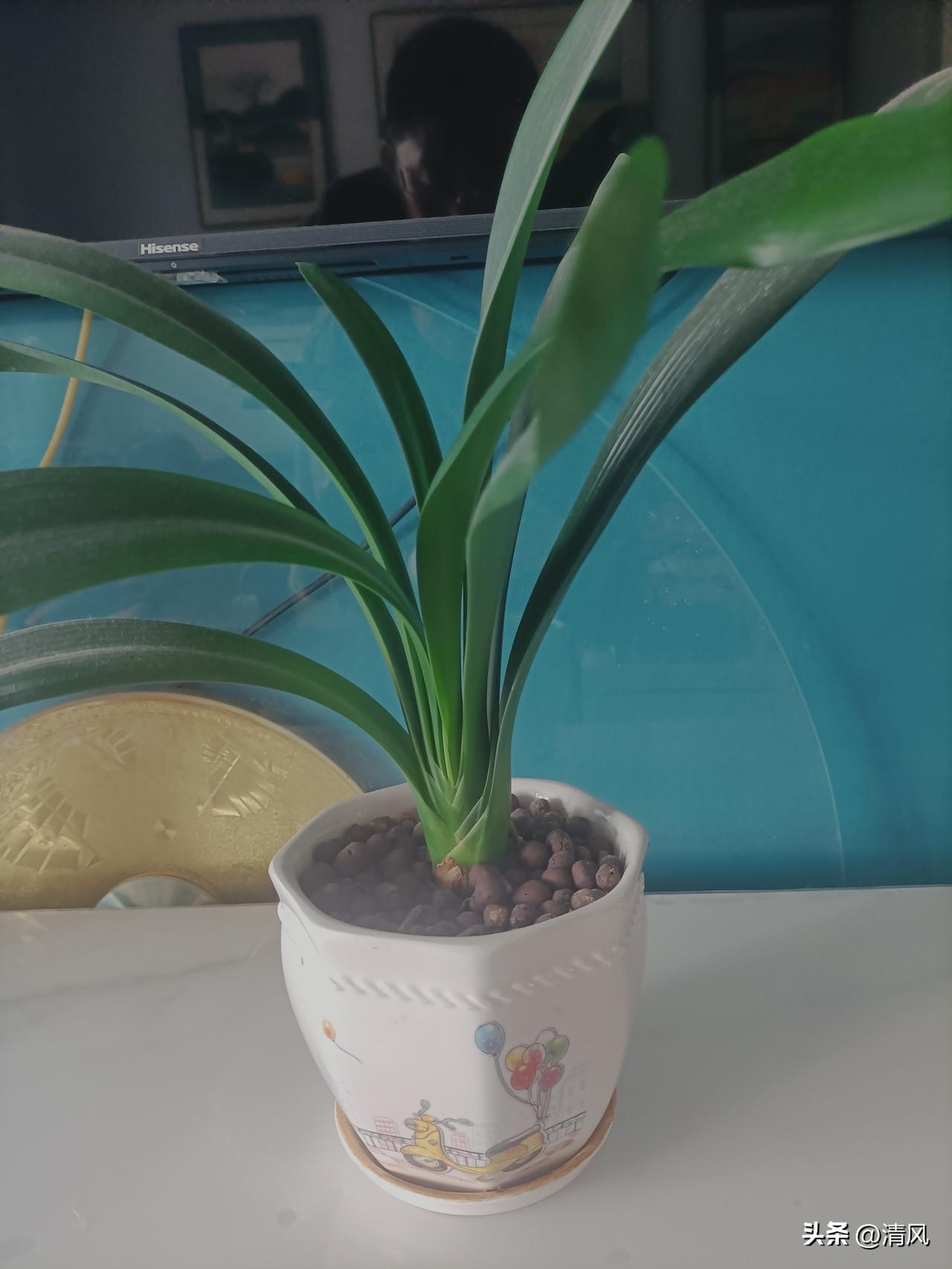 这盆君子兰我养了大概四年。

但我确实不太会打理。

导致它现在长得乱七八糟，完