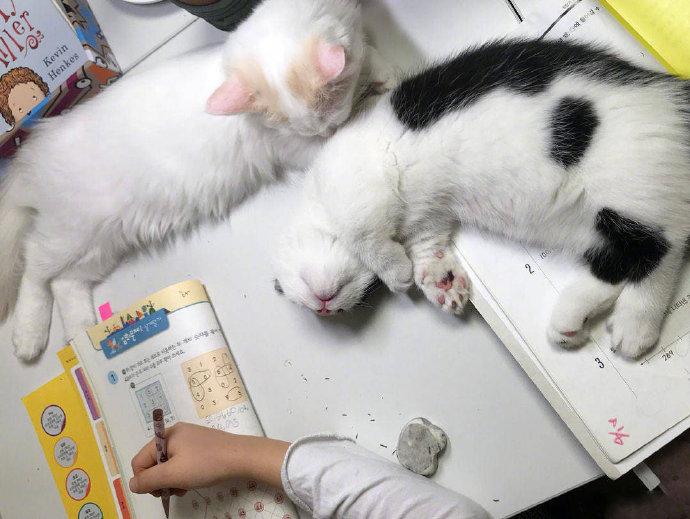 小主人认真在写作业，两只小猫在旁边上陪到睡着