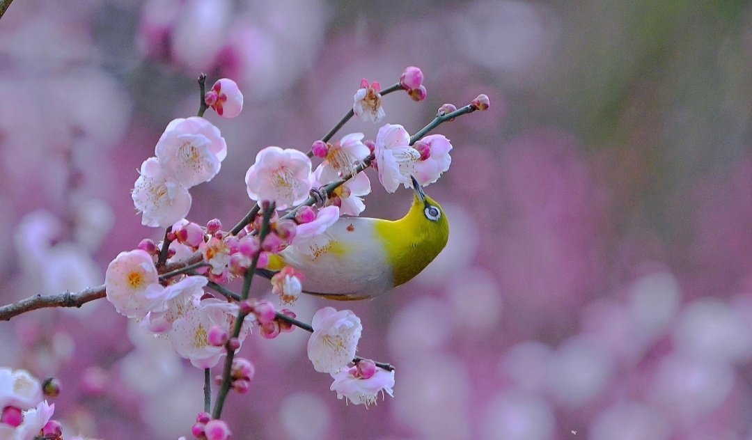 “  梅花春近鸟衔争 …  ” 