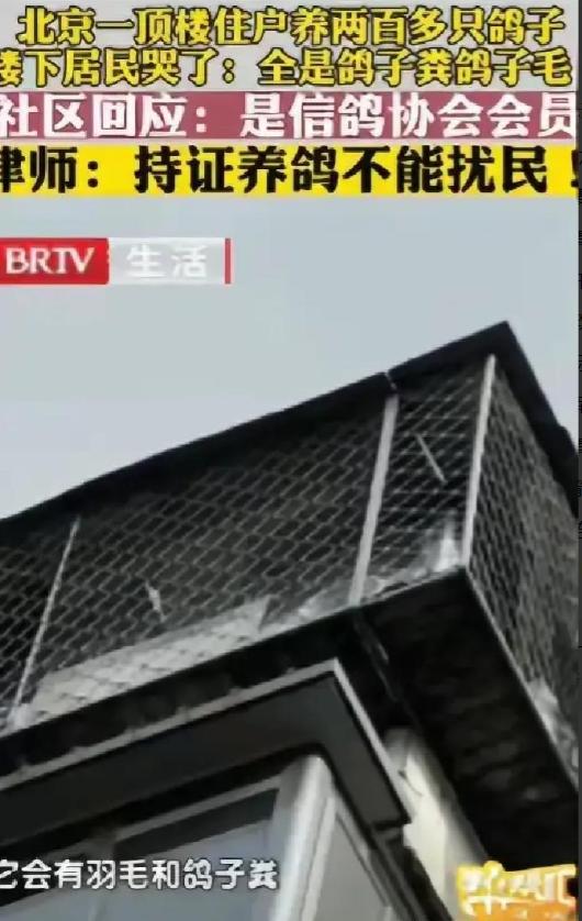 “太缺德了。” 北京一男子花235万元买套房子，结果楼上邻居养了200多只鸽子，
