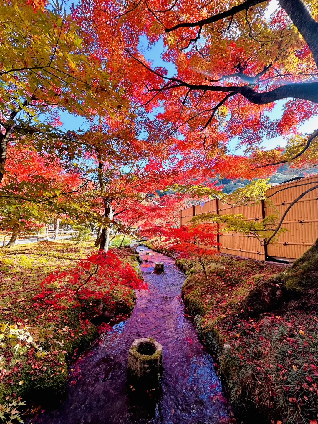 live图下的京都红叶季🍁