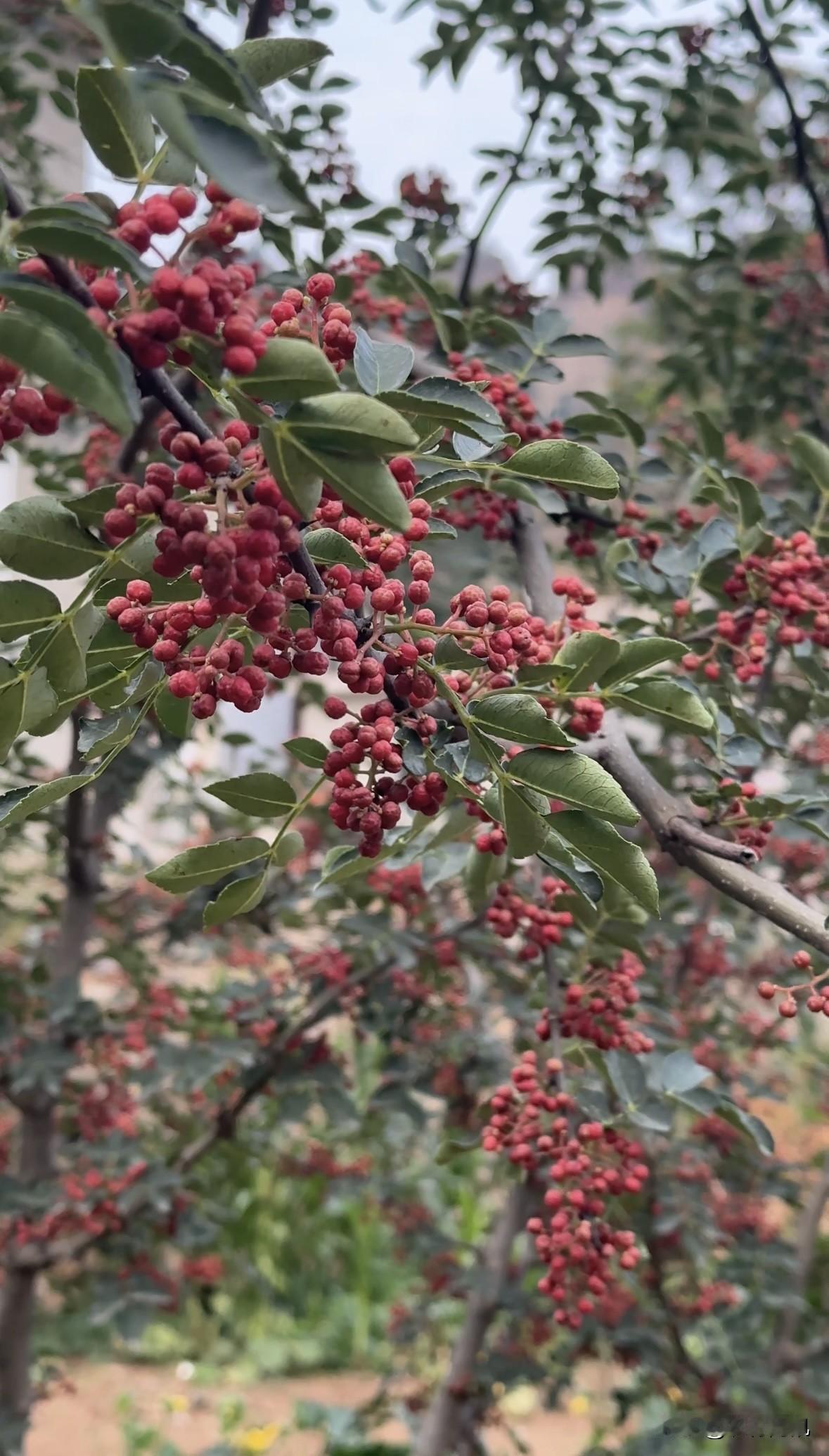 从小就在花椒地里长大，小时候非常讨厌摘花椒，想不明白父母为什么非要种那么多，要受