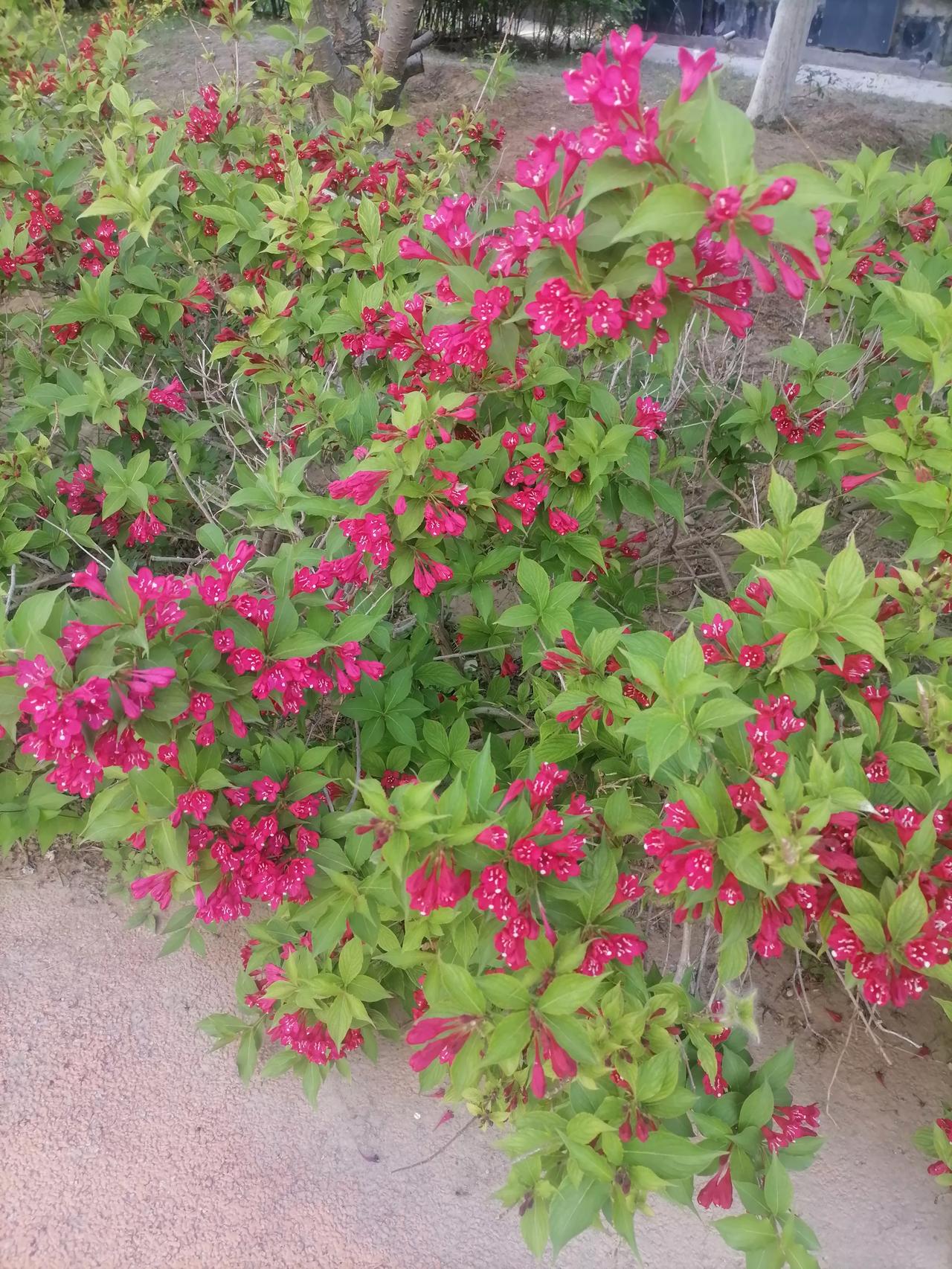 春日生活打卡季美丽的花朵，争齐斗艳，非常漂亮。