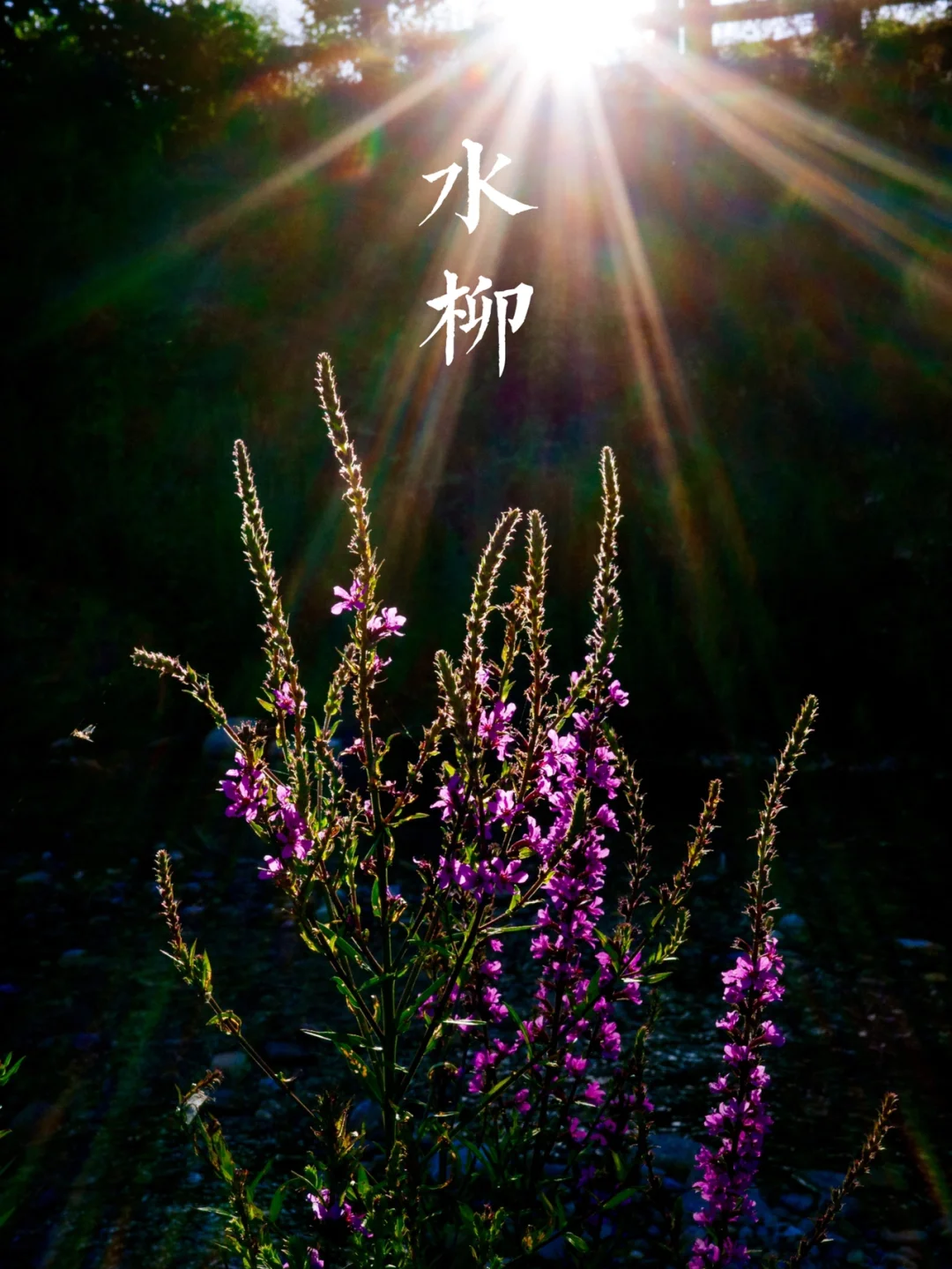 盛夏光影 | 在密云野溪里拍到的美丽植物
