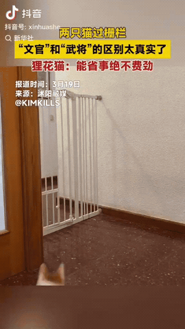 被新华社的这个视频笑得肚子疼。
两只猫过栅栏。
橘猫纵身一跃，潇洒窜过栅栏出去了