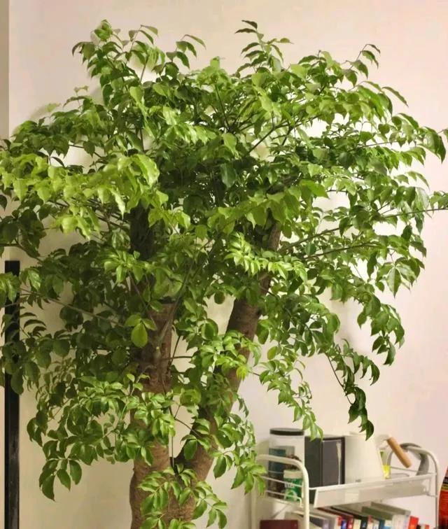 素大姐的话“活到50岁，我悟出一个道理，认识的人再多，人家再厉害，再牛×，如果我