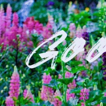早安   ᵕ̈  ᴹᴼᴿᴺᴵᴺᴳ 🌵 愿所有的早安都有回应，愿心中所愿都将被实