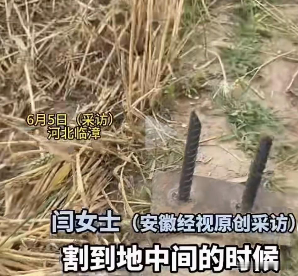 某些人太坏了！6月5日，河北临漳某村小麦地里，收割机正在抢收小麦，收割机工作人员