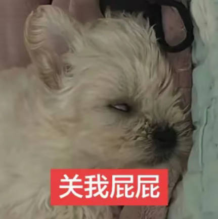 老冬领养回来的波妞跟汼墩子有啥关系 