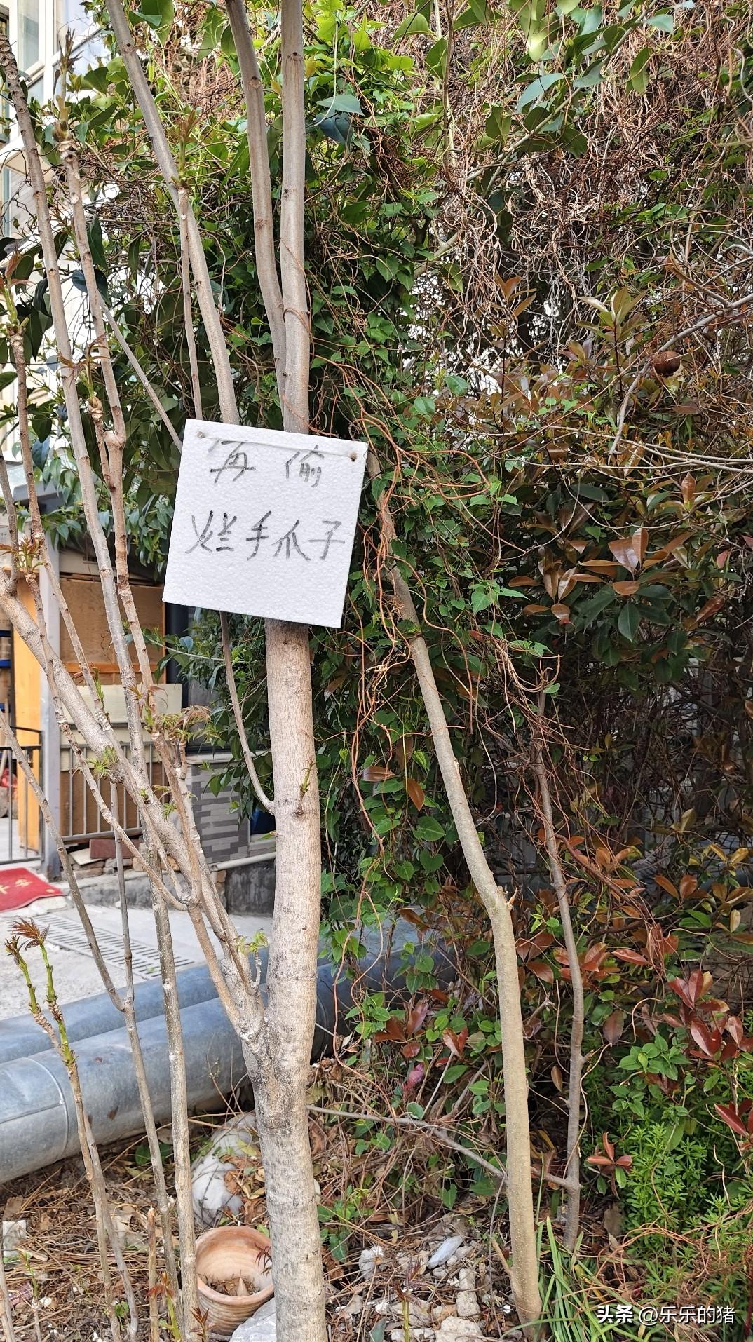 一棵香椿树，发了芽没长大就被别人掰走了。已经几次了，自己种的一次没吃上。太小了不